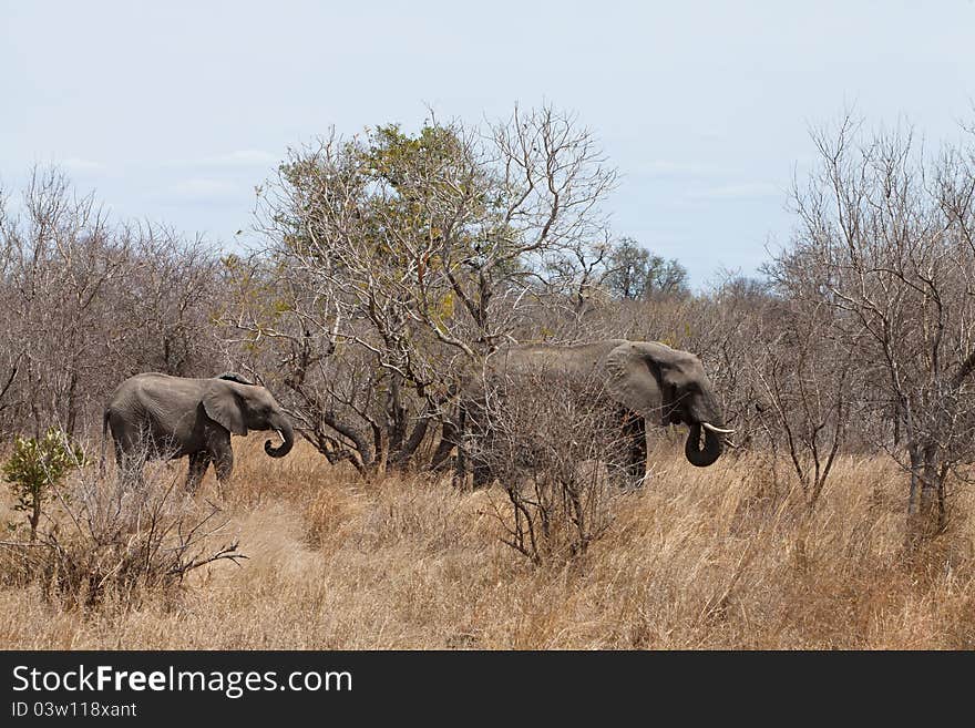 Several elephants walking between the bushes. Several elephants walking between the bushes