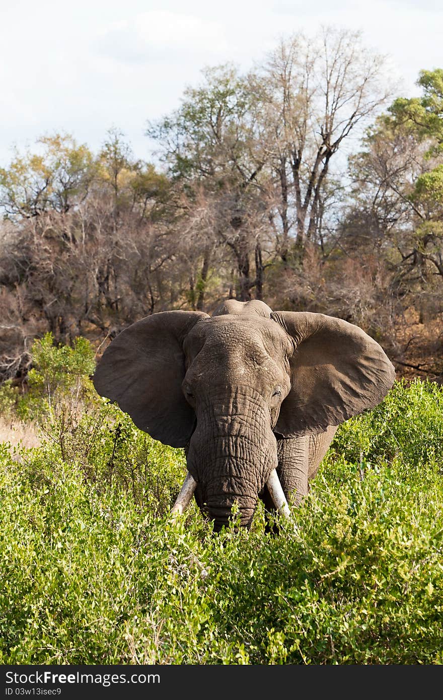 Elephant standing the bushes eating grass