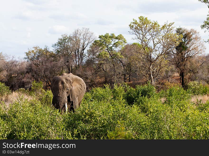 Elephant standing between the bushes