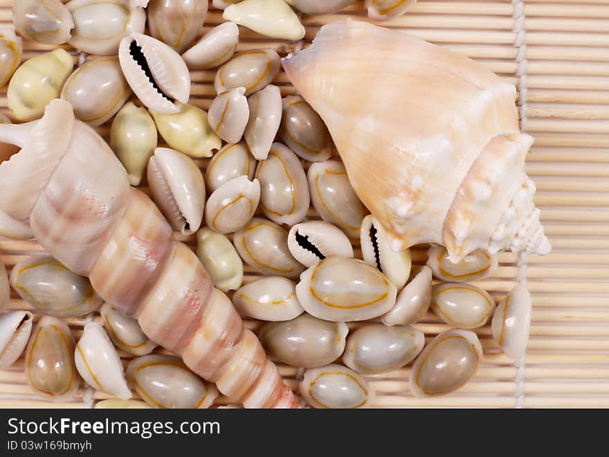 Close Up Of Seashells On Bamboo Matting. Close Up Of Seashells On Bamboo Matting