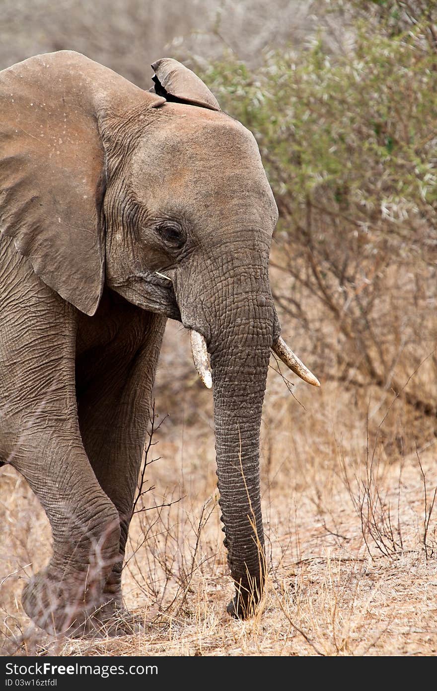 Elephant walking  Between the bushes