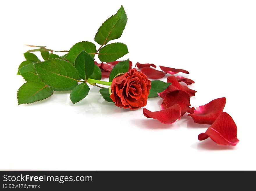 Red rose on the white background