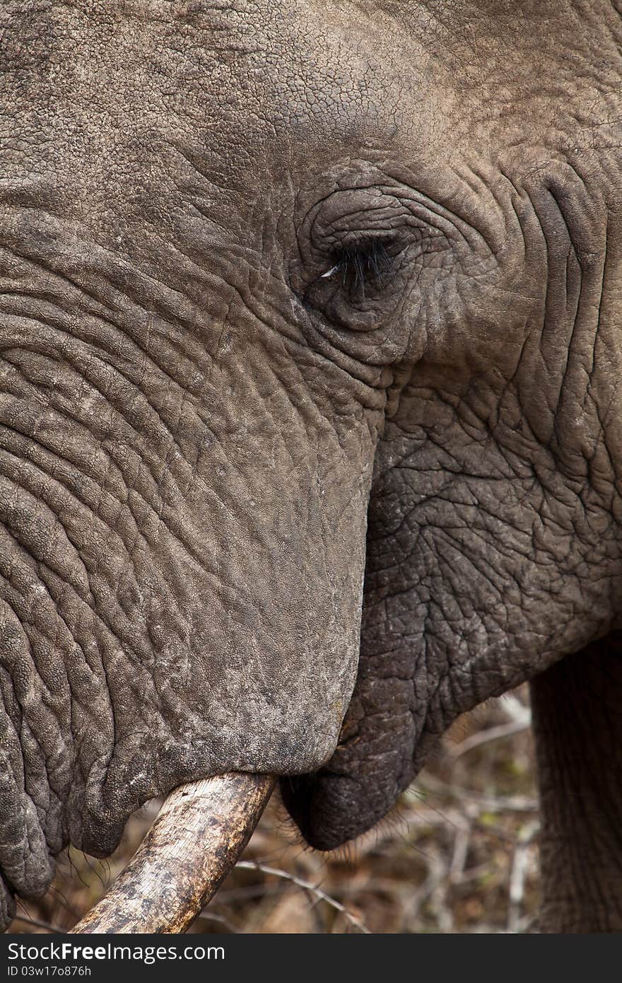 Close Up Of An Elephants Head