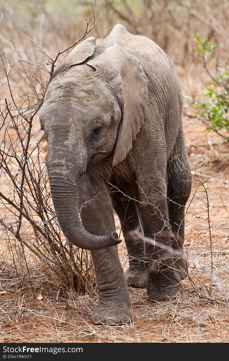 Baby elephant walking