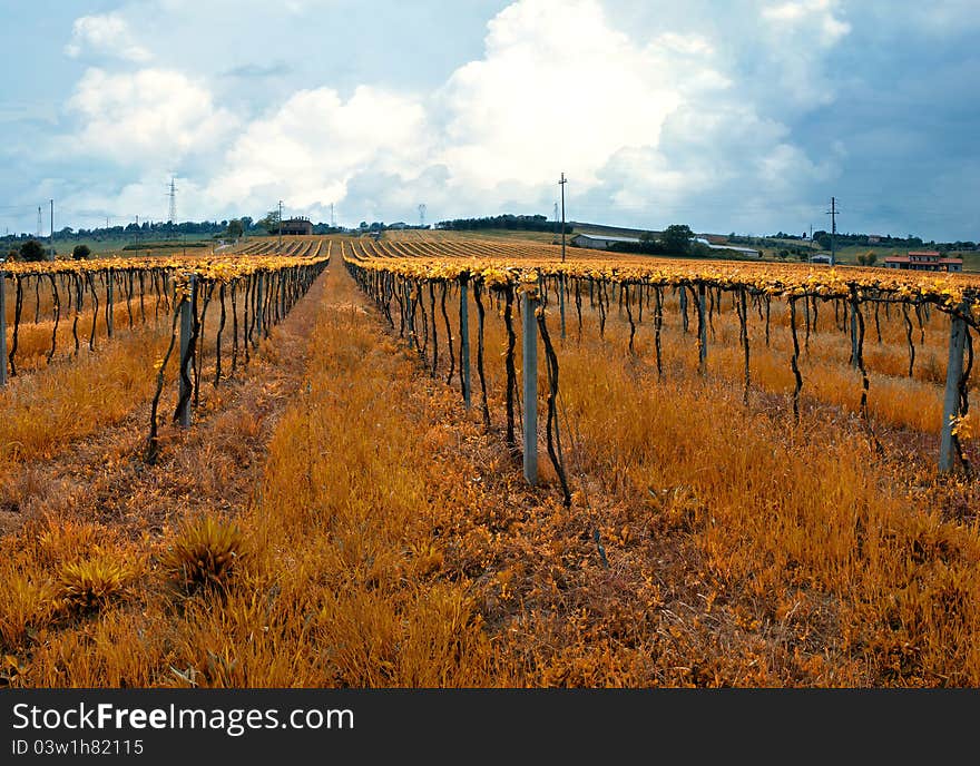 Vineyard in autumn in tuscany