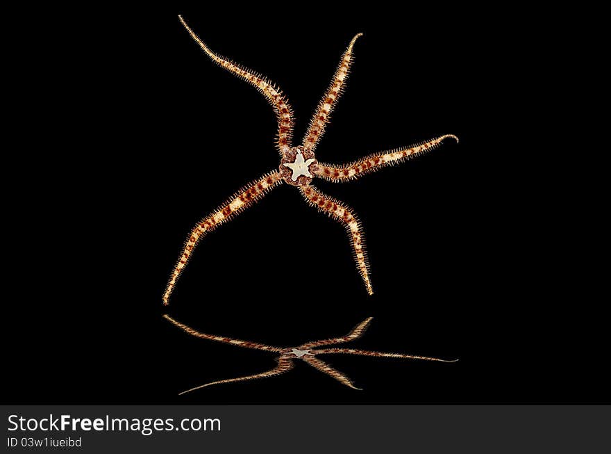 Starfish isolate on a black background with reflection. Starfish isolate on a black background with reflection