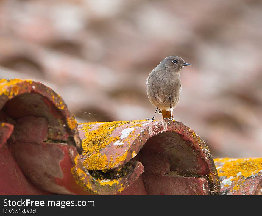 The humble grey colors of the female Black Redstart (Phoenicurus ochruros) froms a nice contrast to the colorful lichens on the roof of a farmers house in Spain. The humble grey colors of the female Black Redstart (Phoenicurus ochruros) froms a nice contrast to the colorful lichens on the roof of a farmers house in Spain.