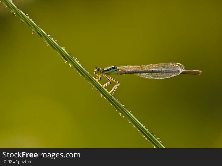 Damselfly on the grass - insect macro photo