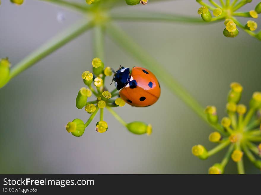 Ladybug sitting on a flower. Ladybug sitting on a flower