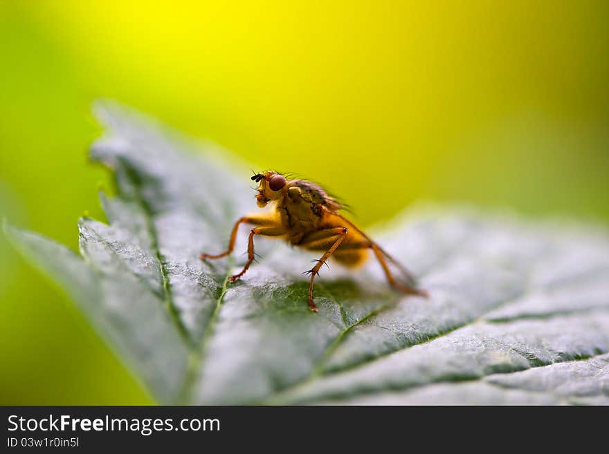 Close-up of fly Dryomyza flaveola