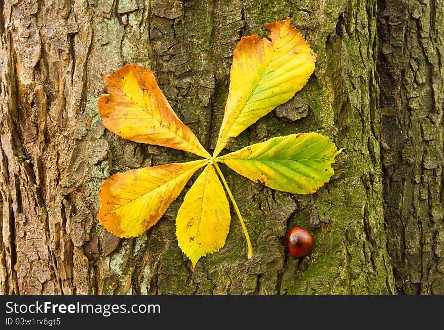 Elements of the conker tree in autumns bounty. Elements of the conker tree in autumns bounty