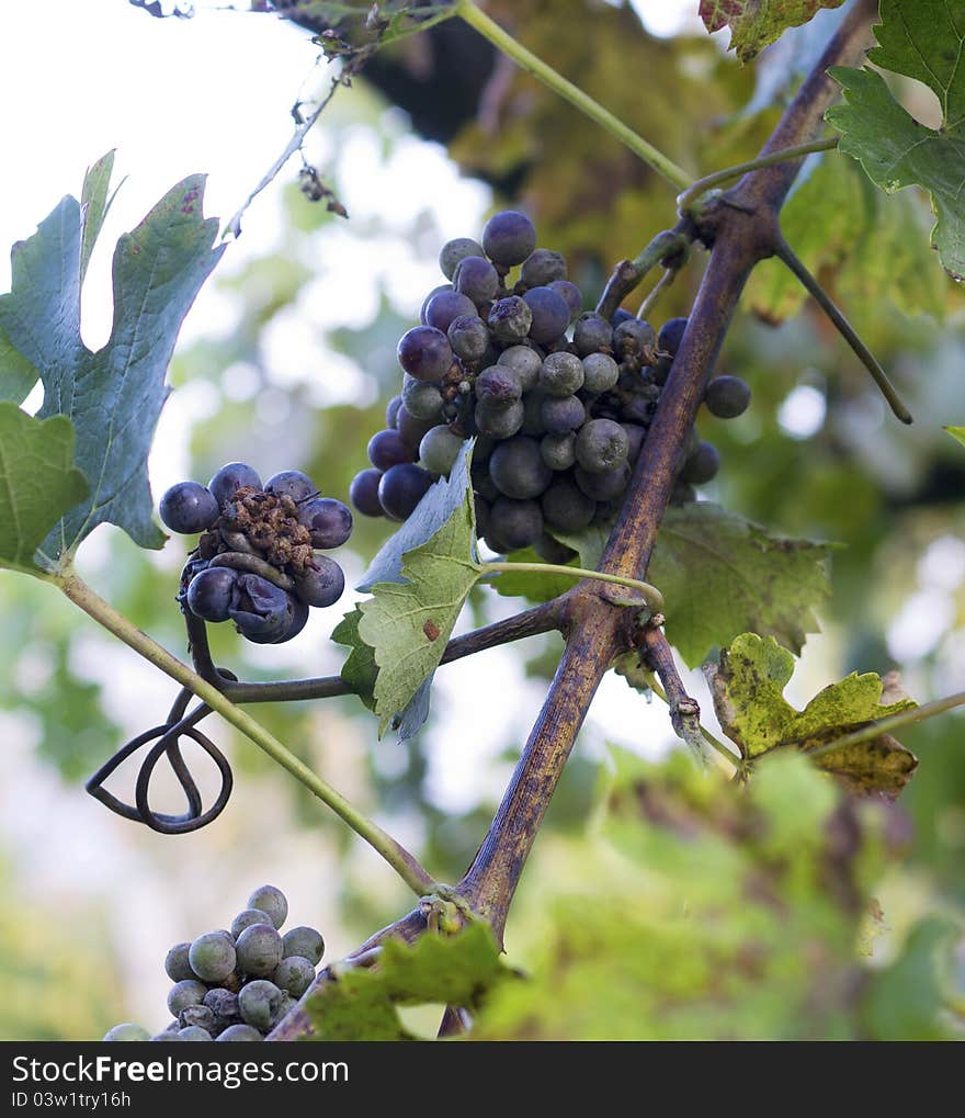 Glowing blue grapes close-up