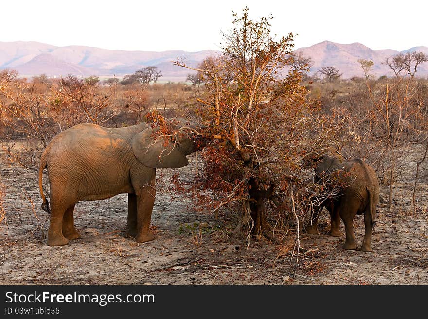 Elephants feeding  Between the bushes