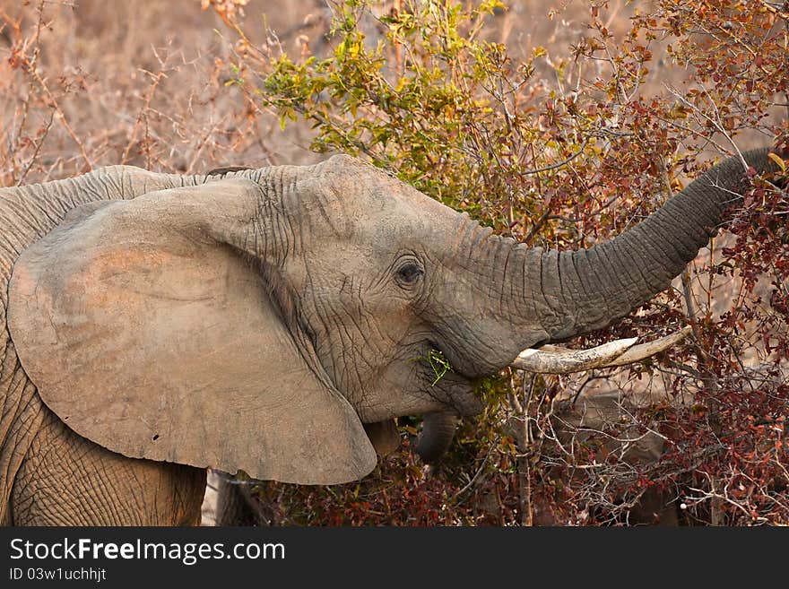 Elephant eating leaves from a tree