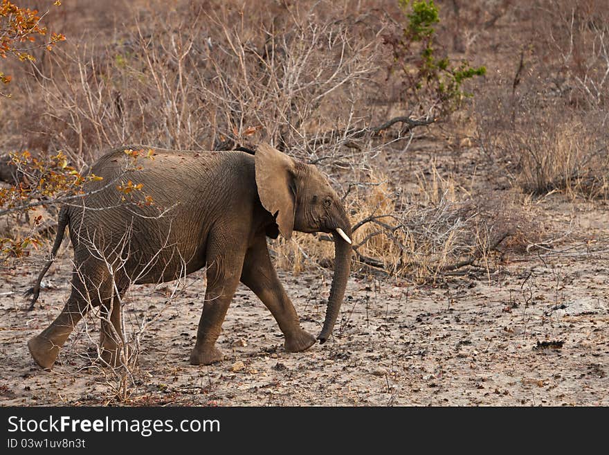 Young elephant walking between the bushes. Young elephant walking between the bushes
