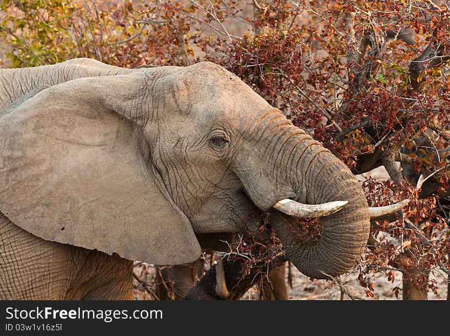 Elephant eating leaves from a tree at sunset