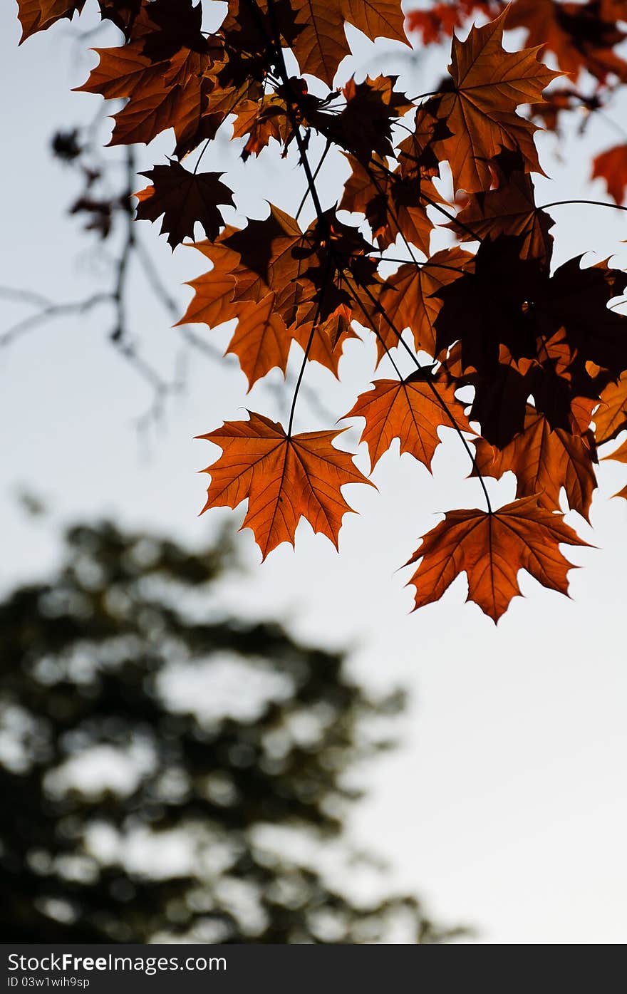 Brown maple leaves in autumn.