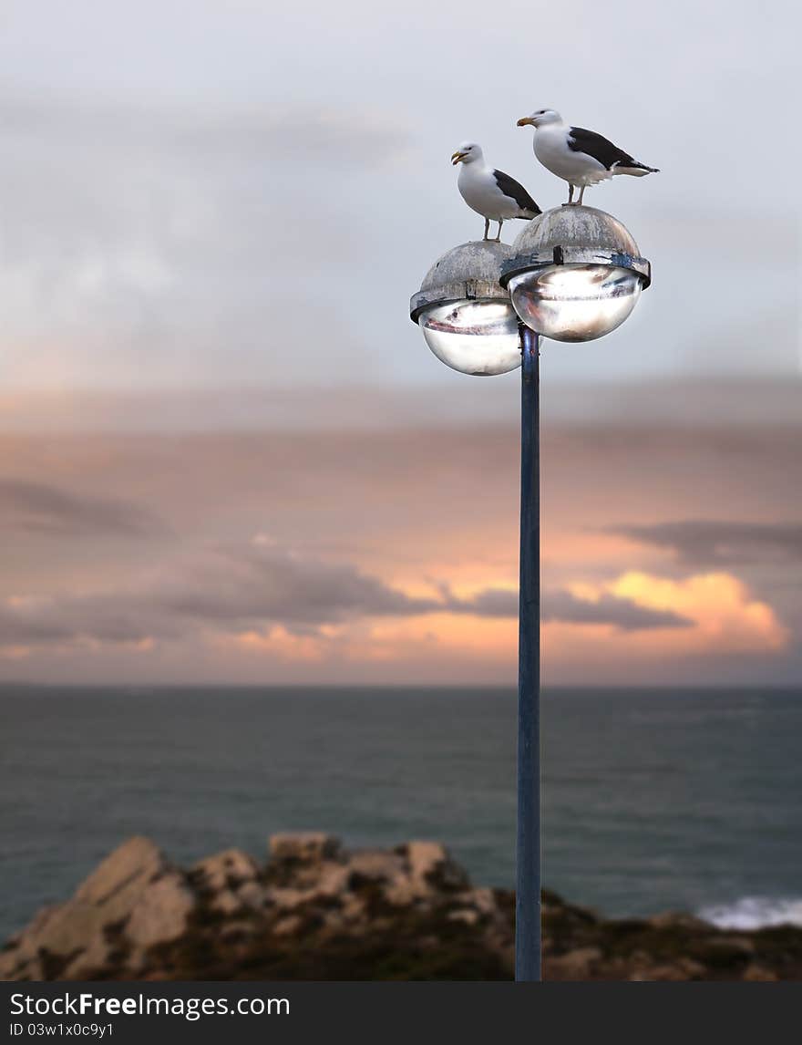 Seagulls silhouettes on a lamp, coastline in France, near the Atlantic. Seagulls silhouettes on a lamp, coastline in France, near the Atlantic