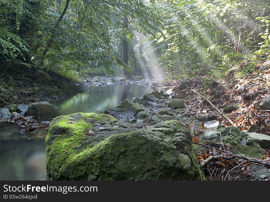 Mysterious mood, deep in the forest, early in the morning. Mysterious mood, deep in the forest, early in the morning