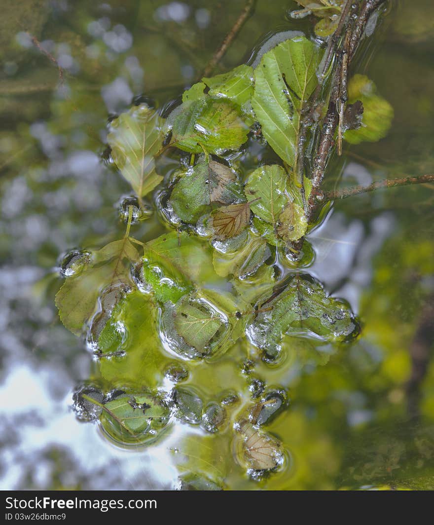 Leaves on the surface of a stream.