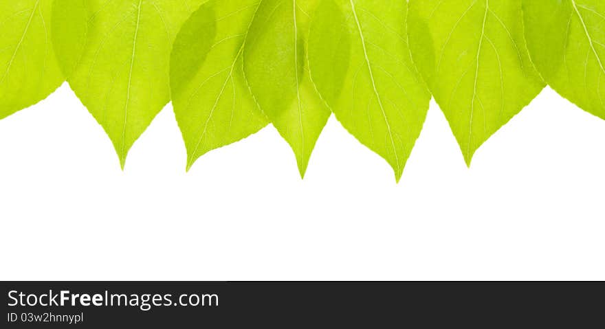 Foliage on a white background. Isolated on white. Foliage on a white background. Isolated on white