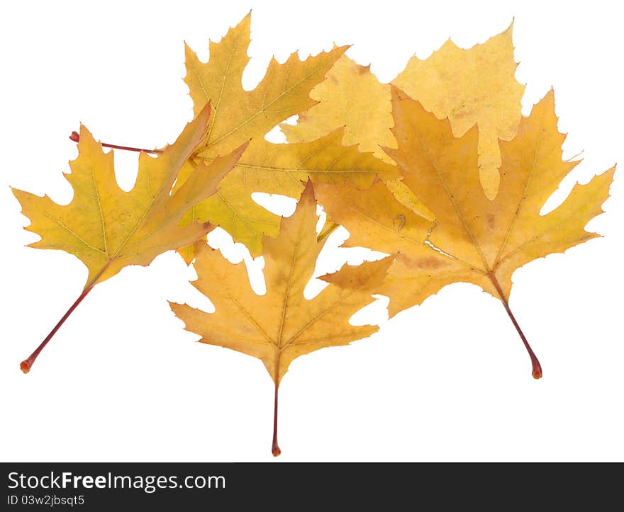 Colorful fall maple leaves isolated on white background