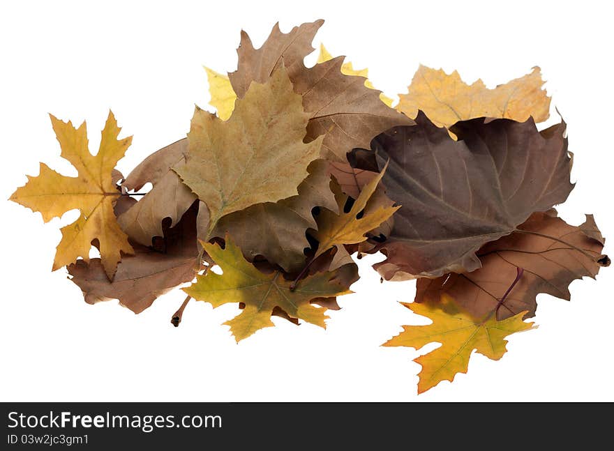 Colorful fall maple leaves isolated on white background