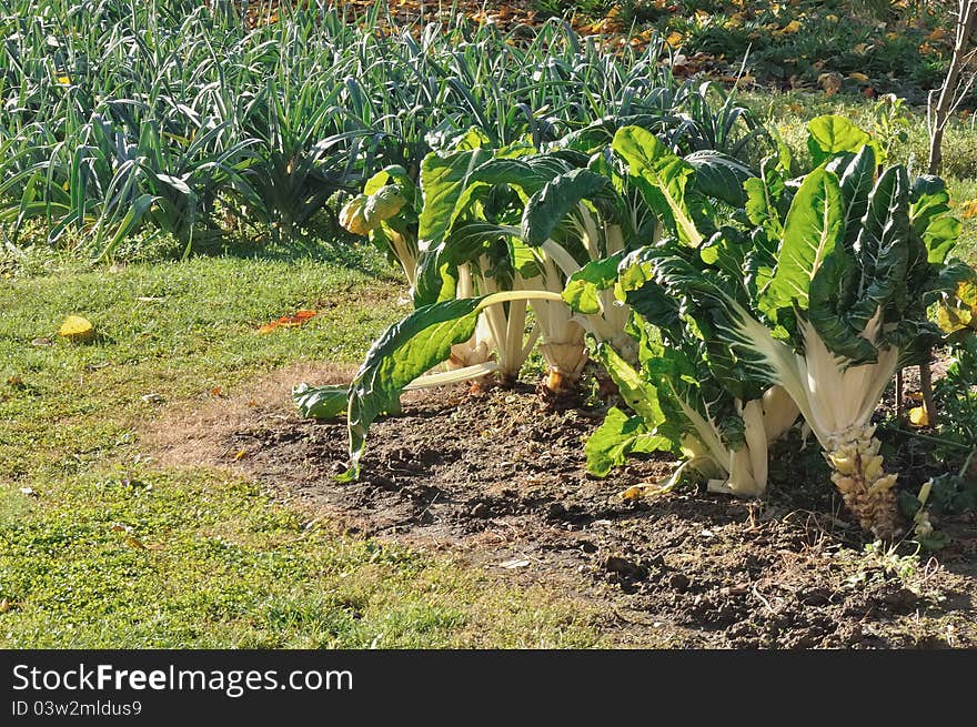 Chard and leeks in vegetable garden