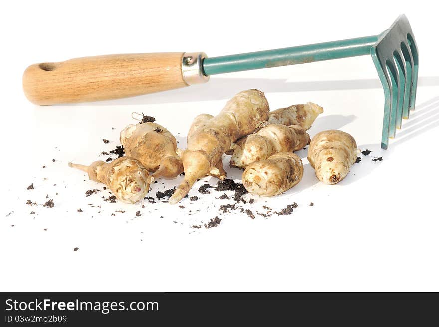 Jerusalem artichoke with a small rake