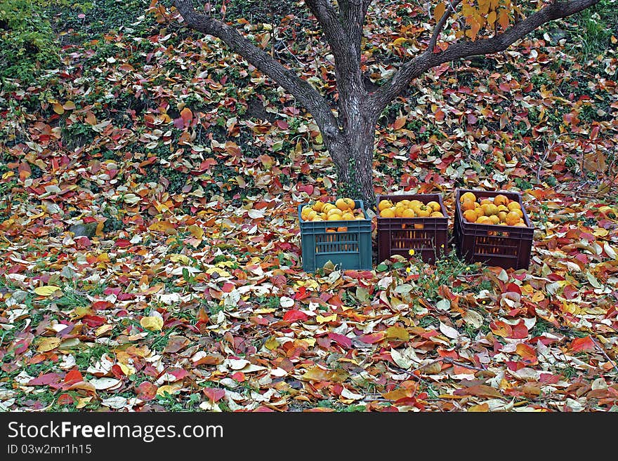 Khaki in plastic baskets on the ground under a tree. Autumn time, ground full of leaves.