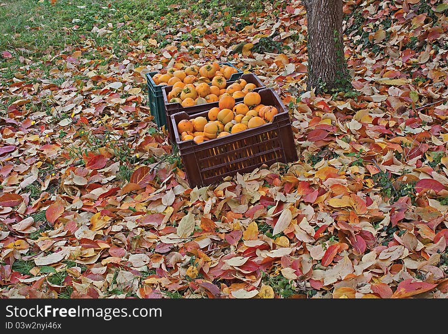 Khaki in plastic baskets on the ground under a tree. Autumn time, ground full of leaves.