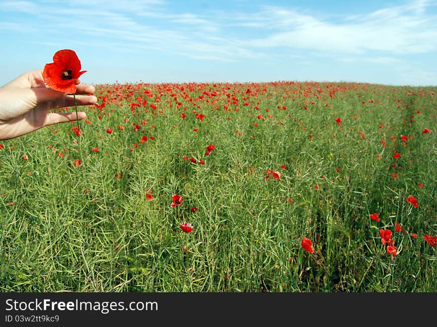 Field of poppies in the warming sun rays.