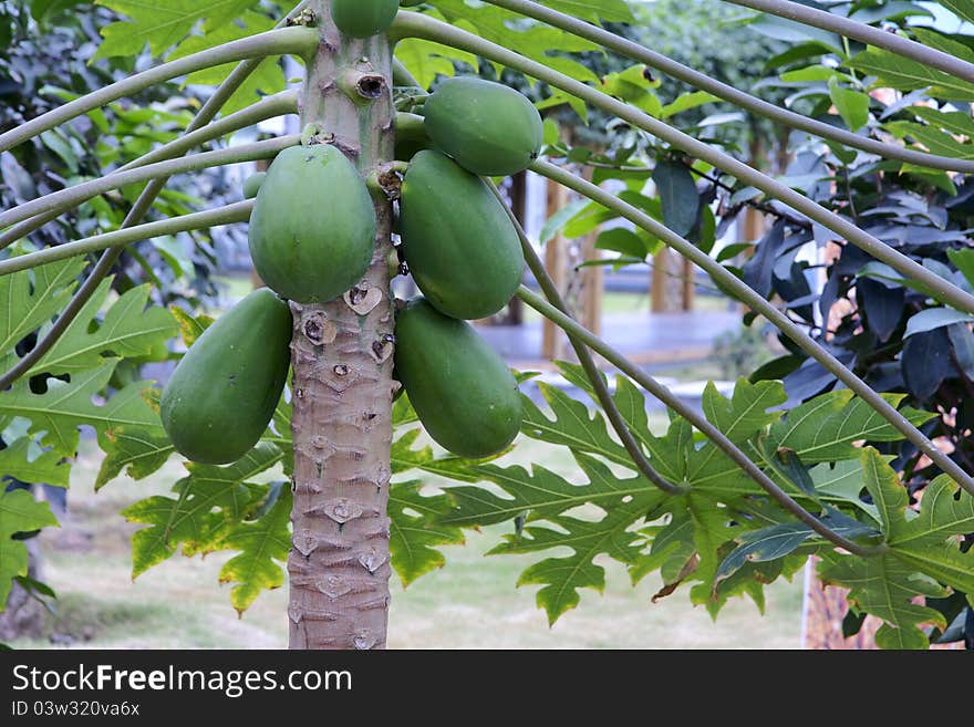 Many pawpaw(Chinese flowering quince) fruits on tree