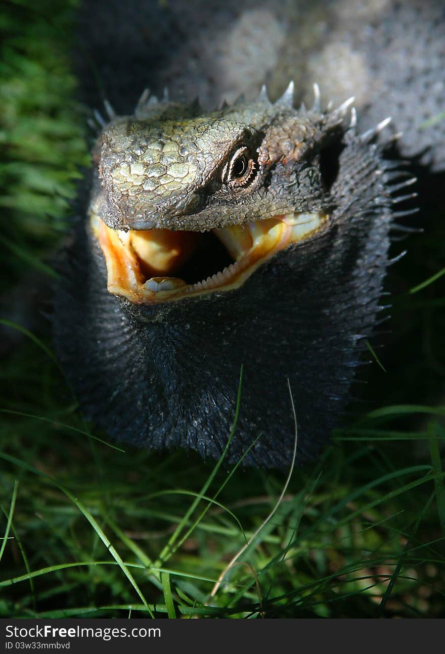 Australian lizard bearded dragon from brisbane