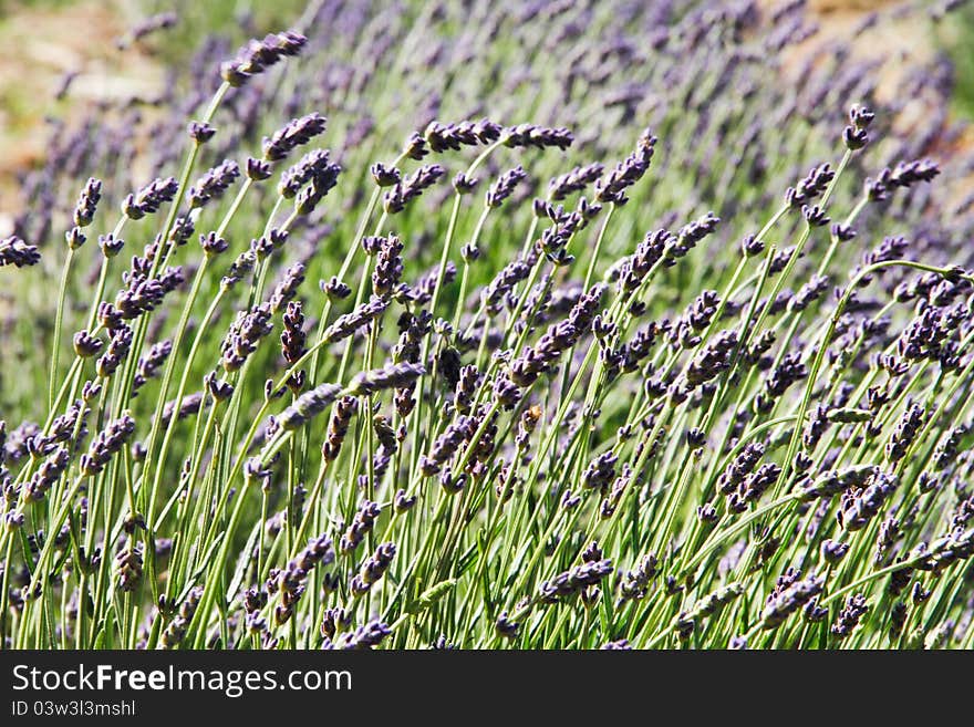 Organically grown english lavender flower plants to be used in essential oils distillation. Organically grown english lavender flower plants to be used in essential oils distillation