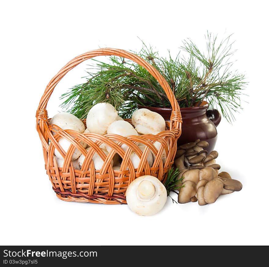 Beautiful wicker basket with champignon and oyster on a white background. Beautiful wicker basket with champignon and oyster on a white background