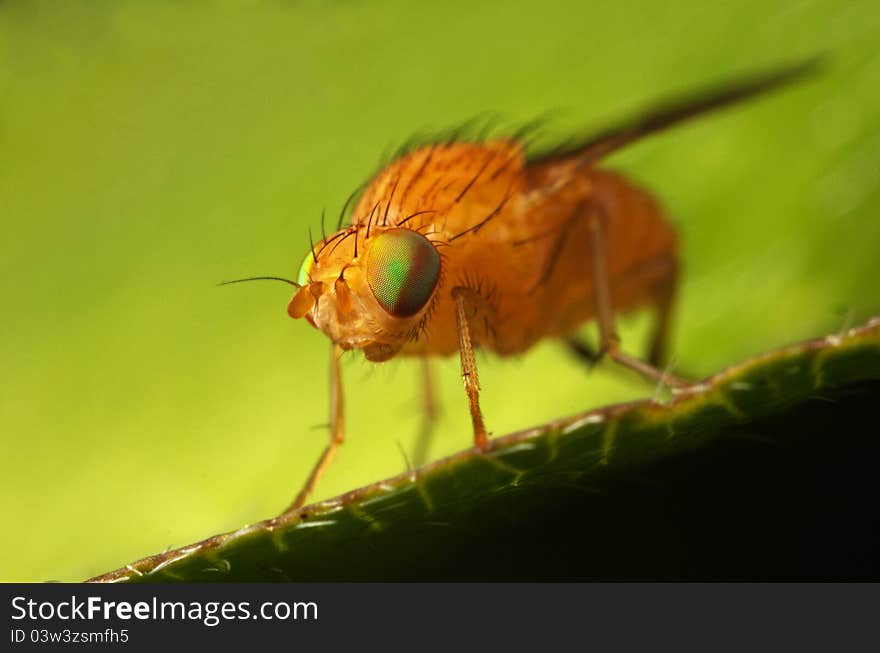 Insect fly macro on leaf