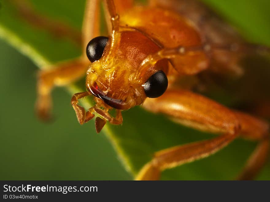 The Soldier Beetle macro portrait. The Soldier Beetle macro portrait