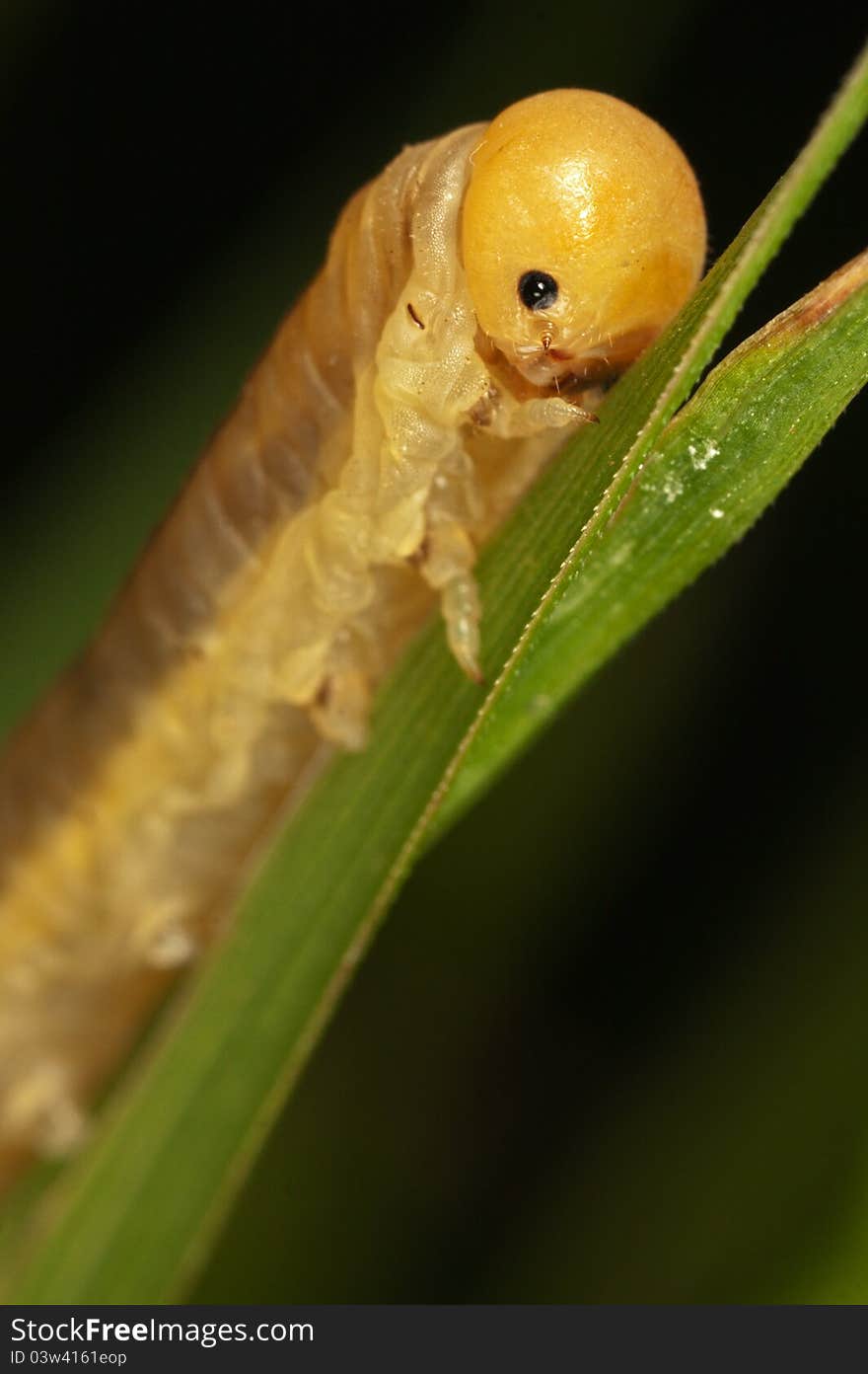 Macro of a butterfly larva