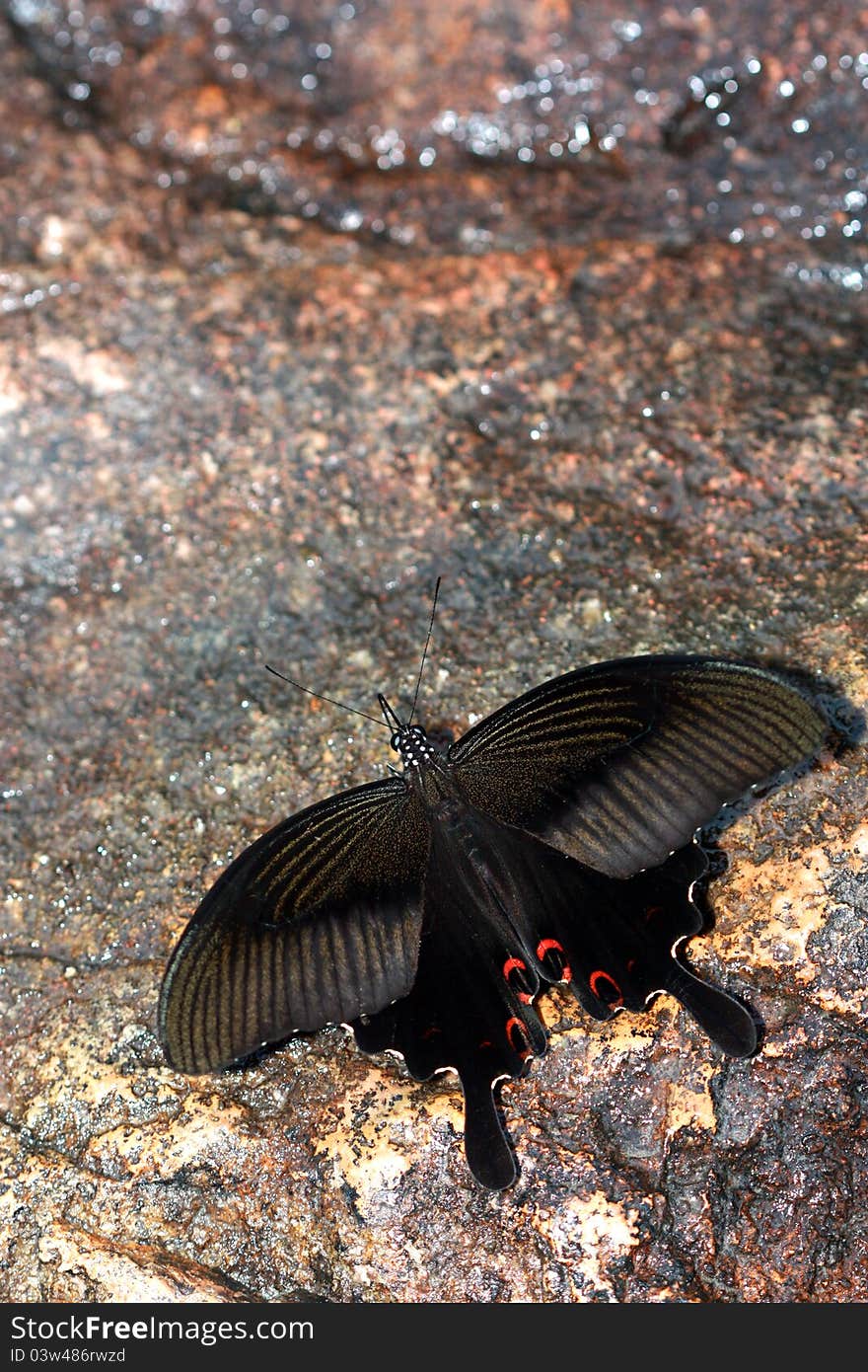 Name:Red Helen	
Family:Papilionidae	
Sub Family:Papilionidae	
Species:Papilio helenus. Name:Red Helen	
Family:Papilionidae	
Sub Family:Papilionidae	
Species:Papilio helenus