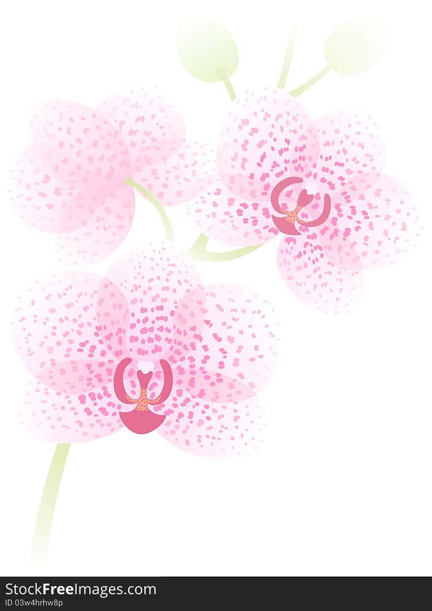 Branch of pink orhid on white background. Branch of pink orhid on white background.