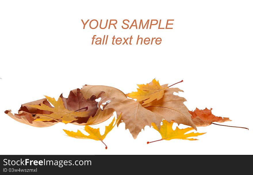 Colorful fall maple leaves isolated on white background