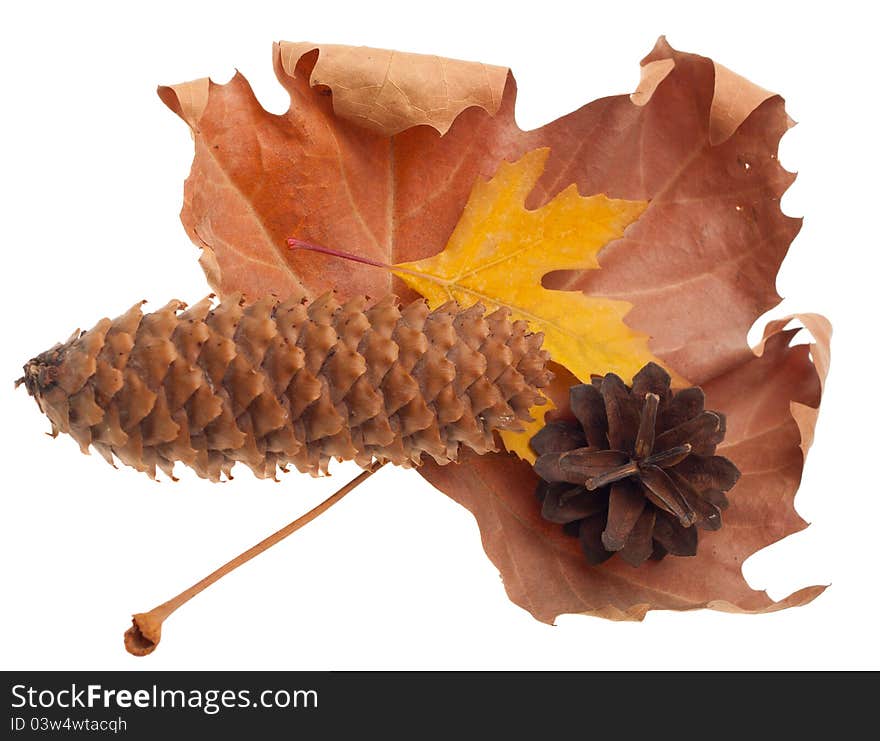 Autumn leaves and cones isolated on white background