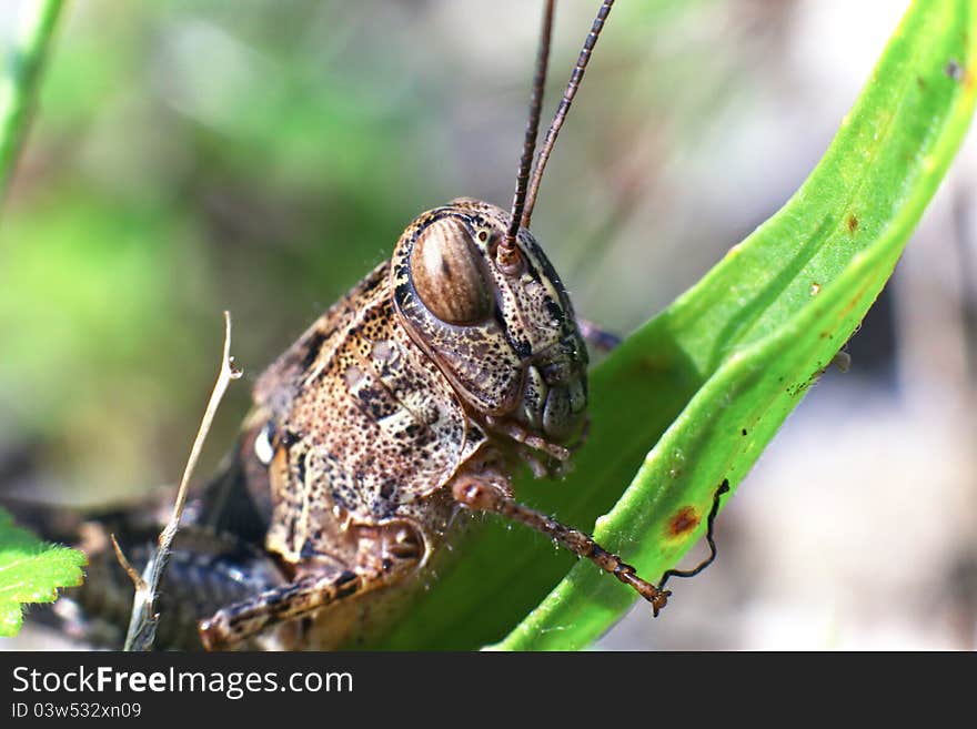 Closeup grasshopper sits on blade of grass