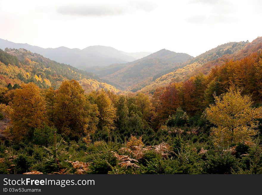 Autumn panorama