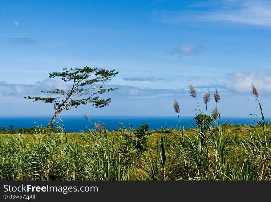 Serene view of blue ocean from green coast