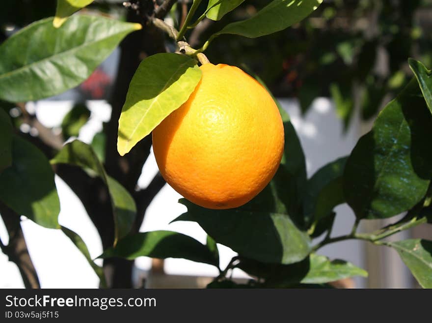 Orange hanging from a tree branch. Orange hanging from a tree branch