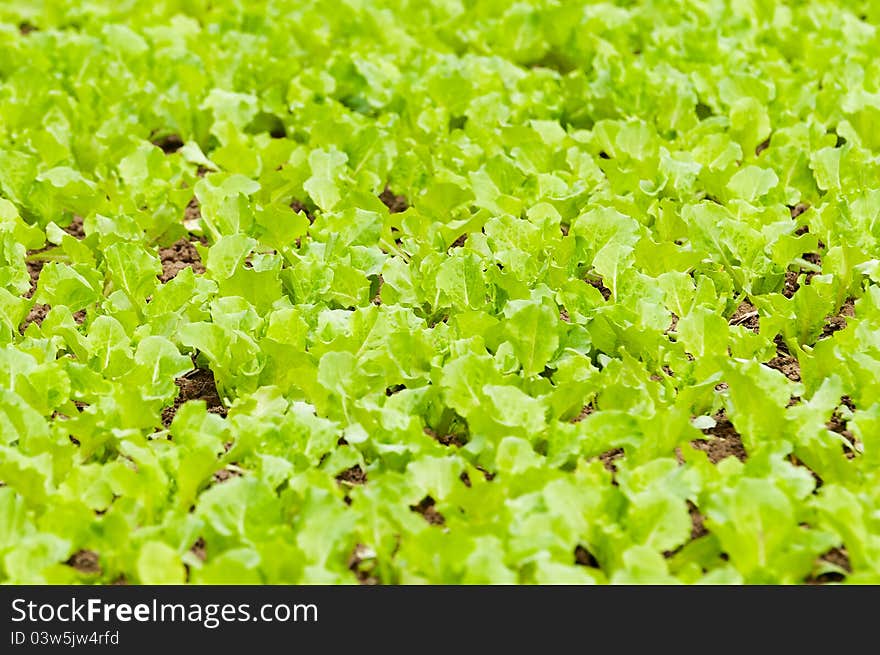 Green vegetables growing in neat rows. Green vegetables growing in neat rows.