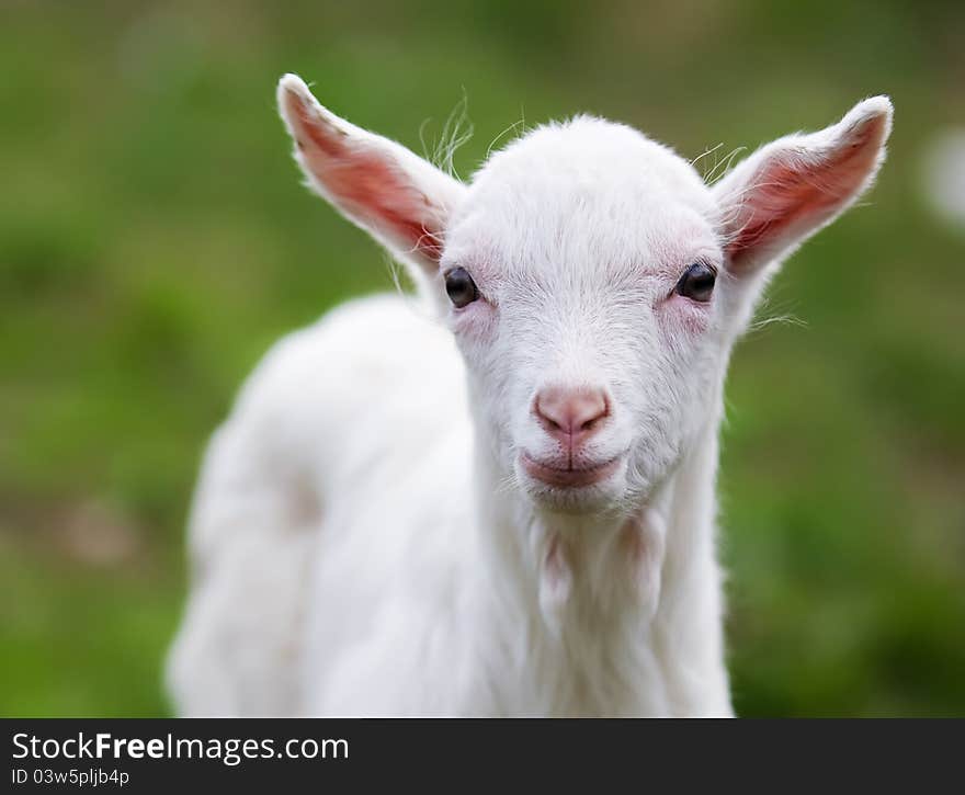 The small goat