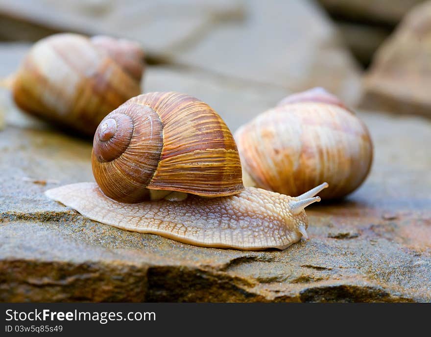 Snails spiral creep on stones. Snails spiral creep on stones